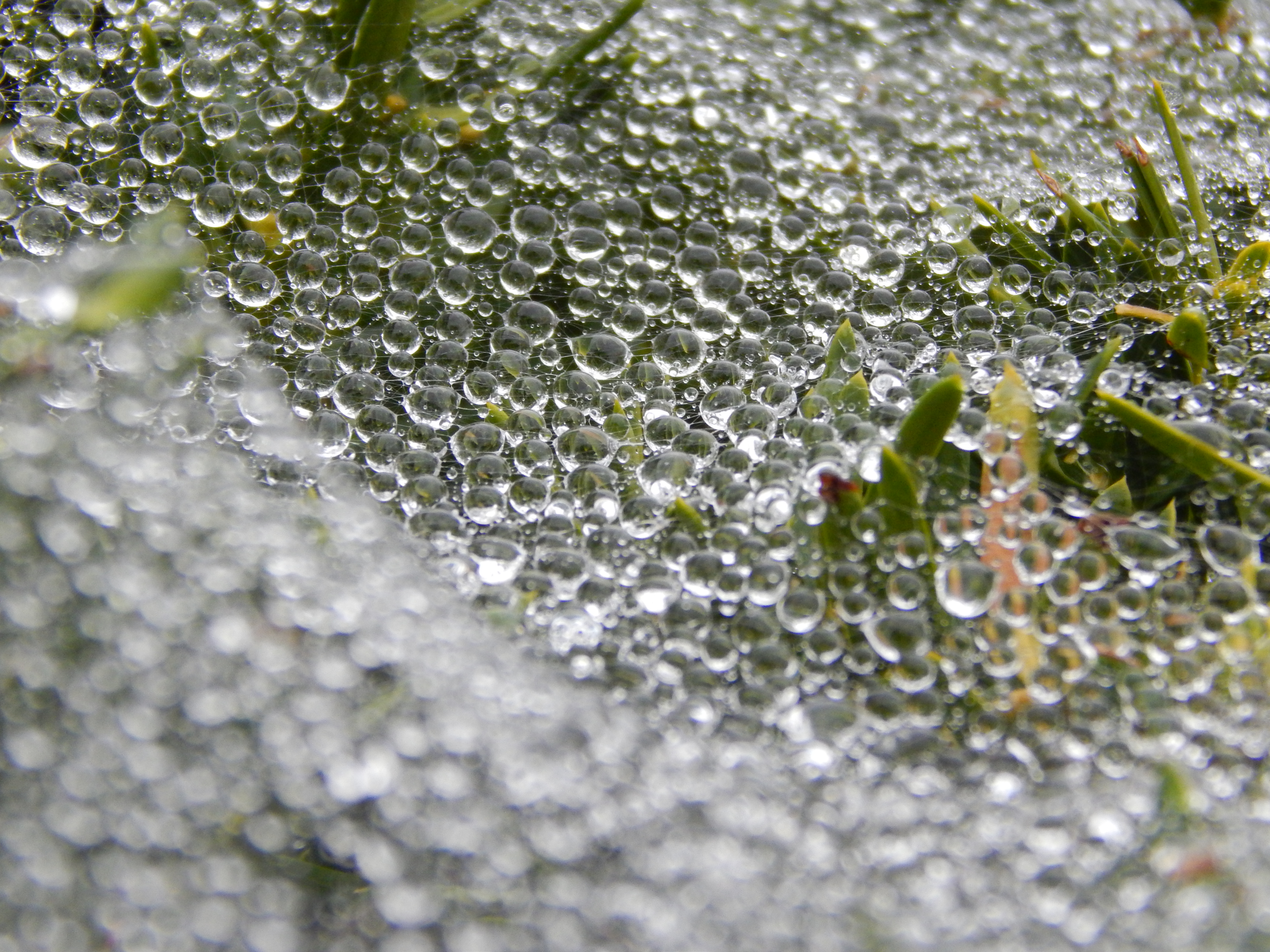 Wet Web