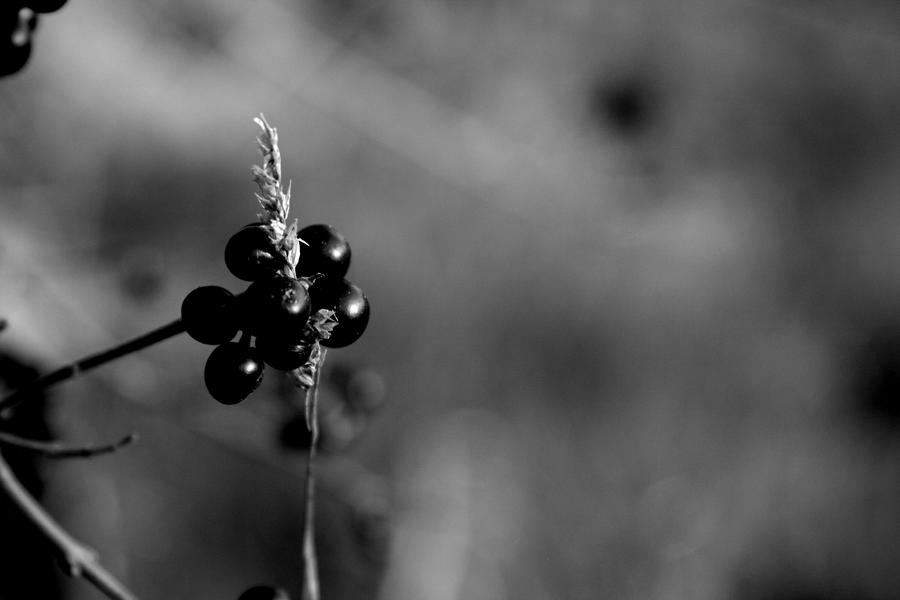 Berries