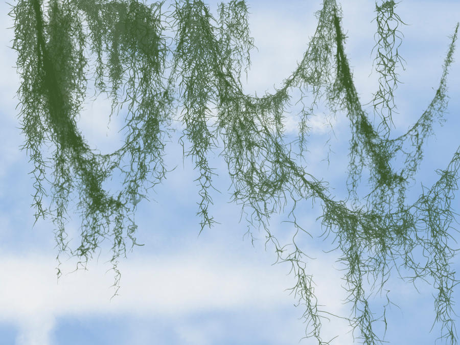 real or fake spanish moss by firespirit79 on DeviantArt