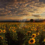 Sunflowers evening