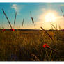 meadow with poppies
