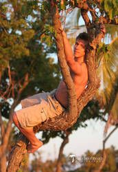 Up a Tree 1