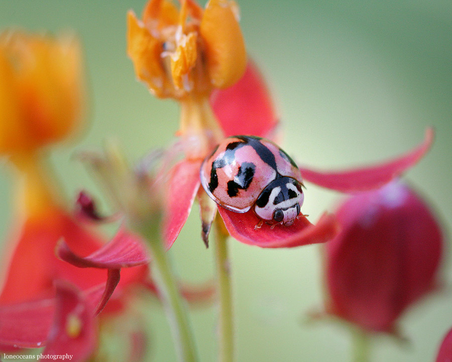 Ladybug