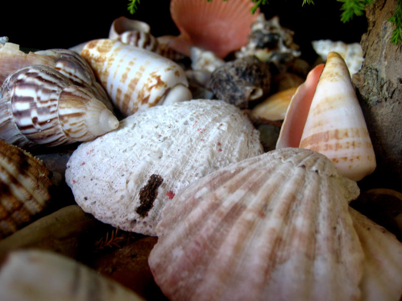 Shells by Josie667 on DeviantArt