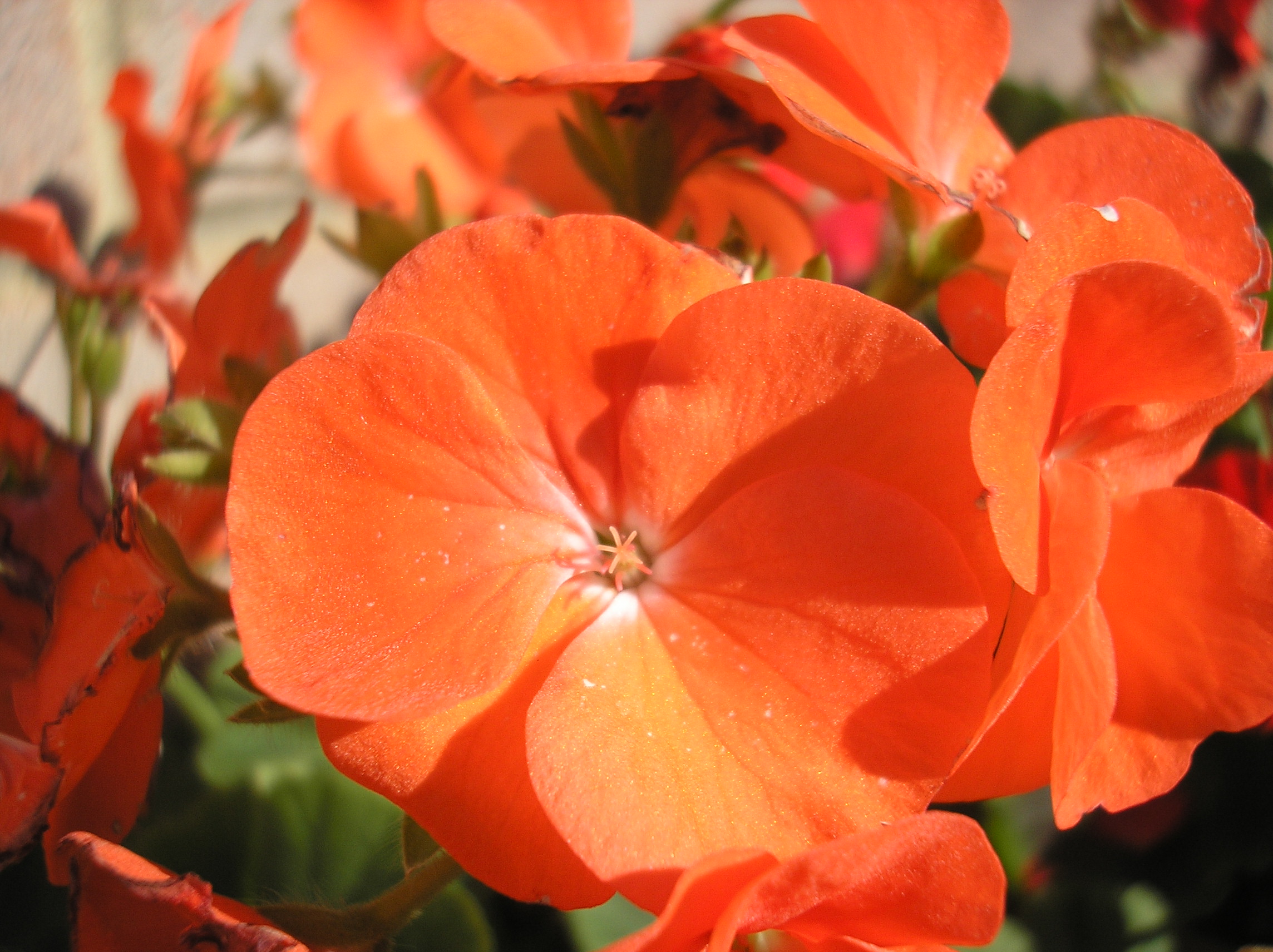 Orange flowers