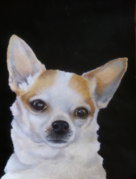 Chihuahua portrait