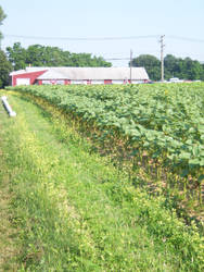 Long Island Vineyards