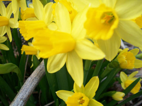 Daffodils