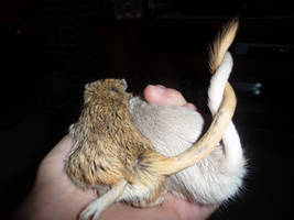 Gerbil Tails