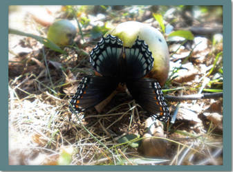 The Apple and the Butterfly