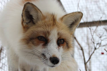 Arctic Marble Fox