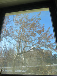 a tree through a dity window