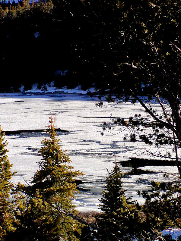 Through the Trees