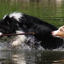 water dogs