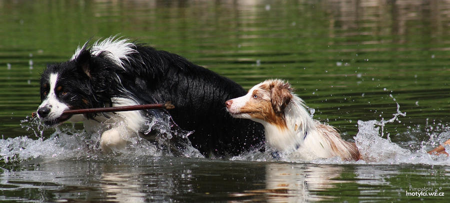 water dogs