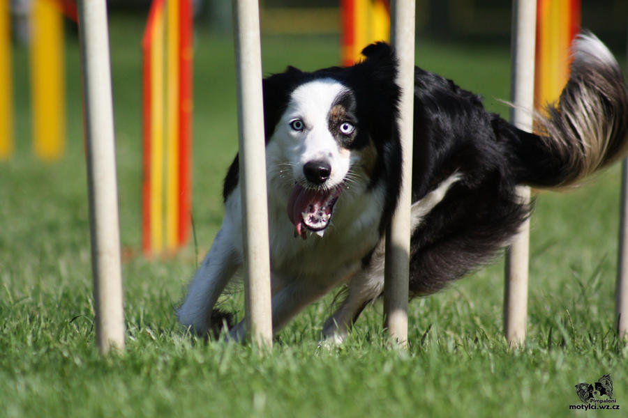 agility dog