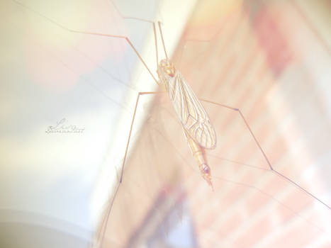 Crane-fly