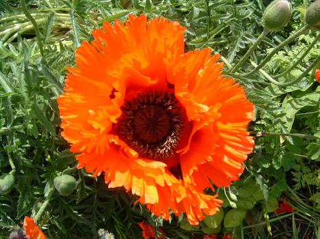 Lrg Poppies