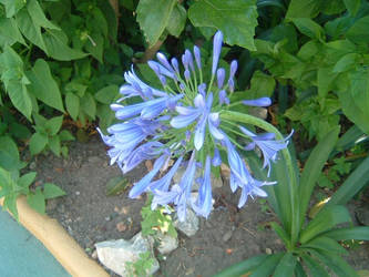 Blue Bloom 2