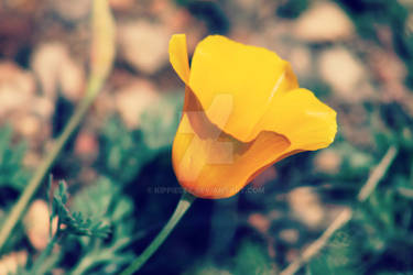 California Golden Poppy