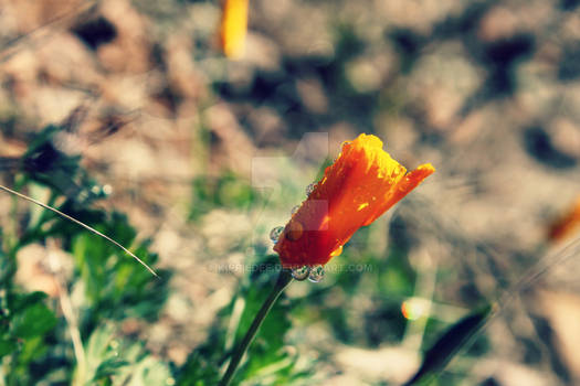 Dewy, Closed Poppy