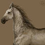 Title Horse 1