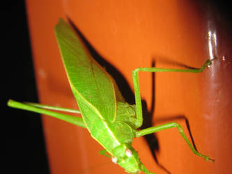 Grasshopper