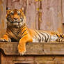 Sumatran Tiger 2