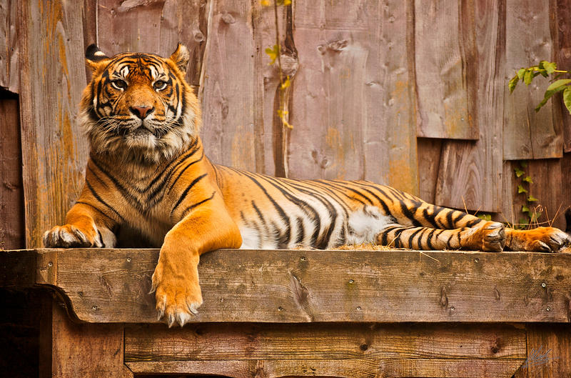 Sumatran Tiger 2