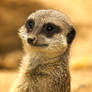 Meerkat