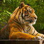 Sumatran Tiger 3