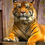 Sumatran Tiger 4