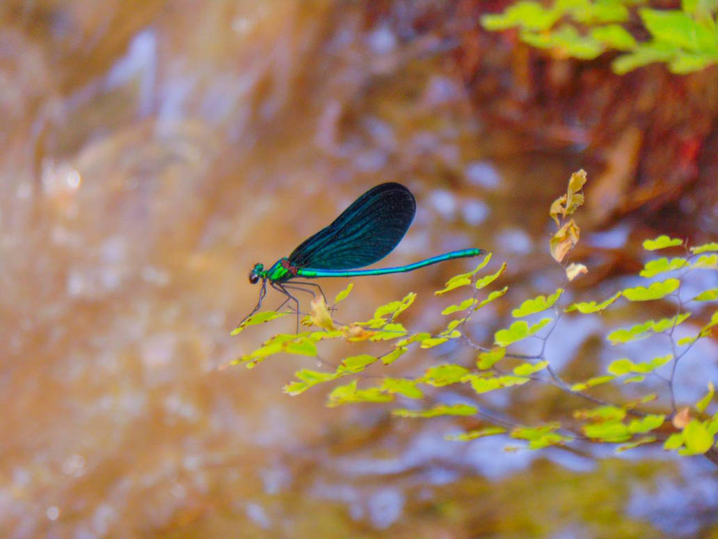 River Dragonfly by Donut5enpai on DeviantArt