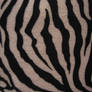 Zebra Part One