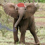 Cighat Elephant