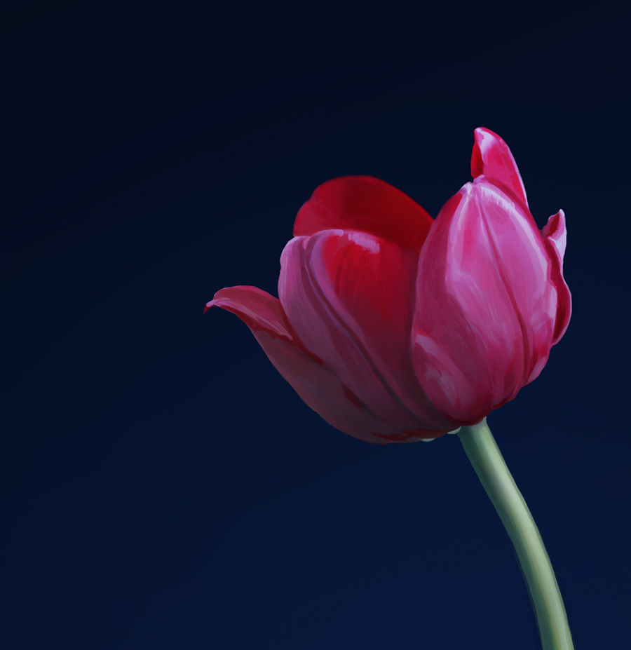 Red tulip