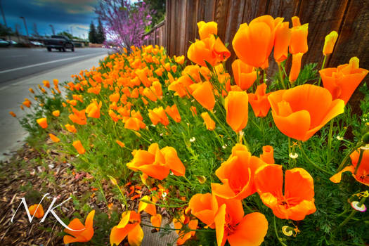 California Poppies