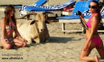 Girl + holy cow in Goa, India by ultrafeel