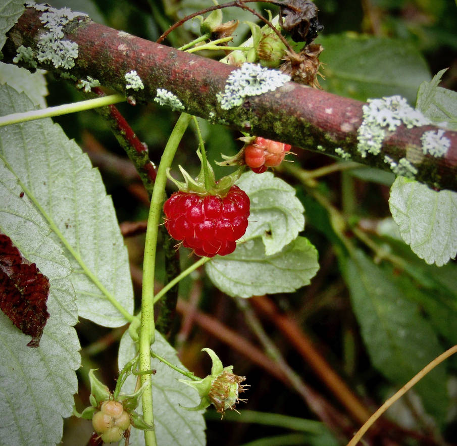 Wild Raspberry by White-Starburst on DeviantArt