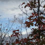 Fall mountain tree sky