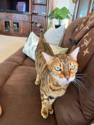 My cat in the couch