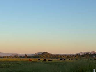 Cows during sunset 