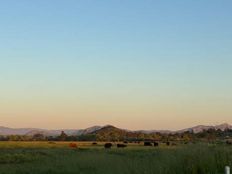 Cows during sunset 