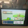 Shiny Rattata encounter