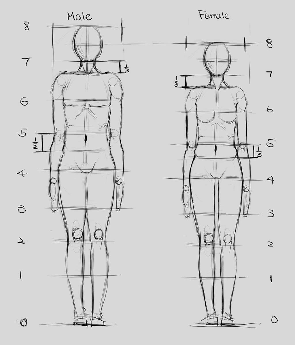 Proportions 1 by Renevatia on DeviantArt