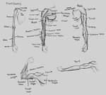 Anatomy-Arm by Renevatia