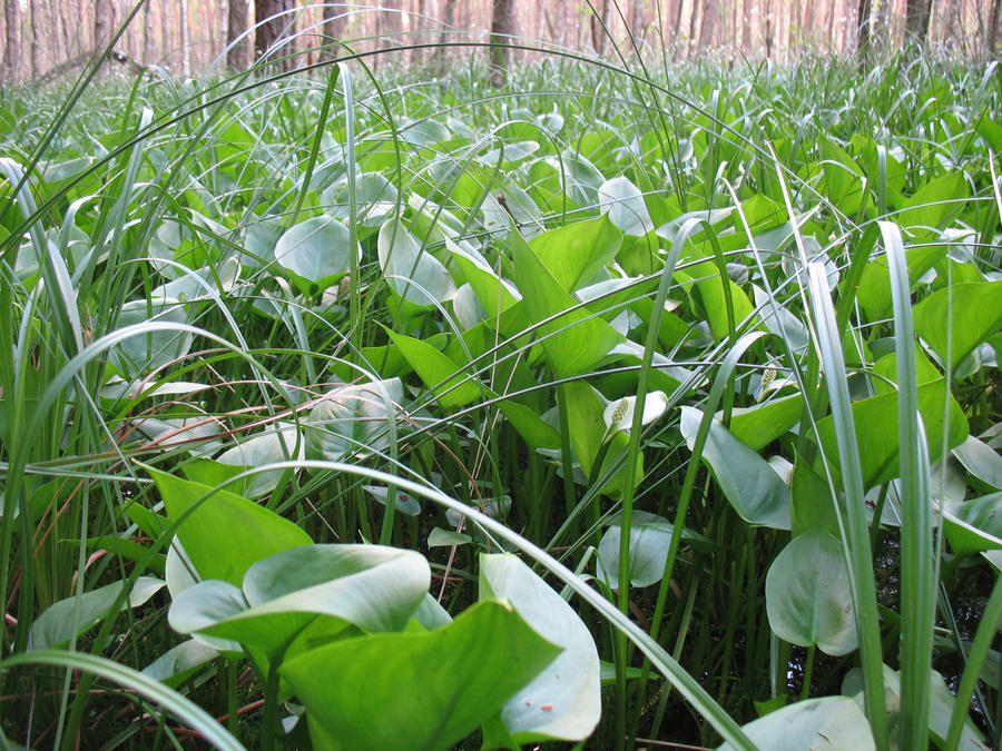 Swamp plants