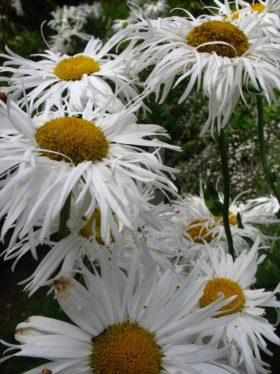 Daisies