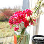 Flowers on a windowsill