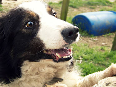 Happy doggie